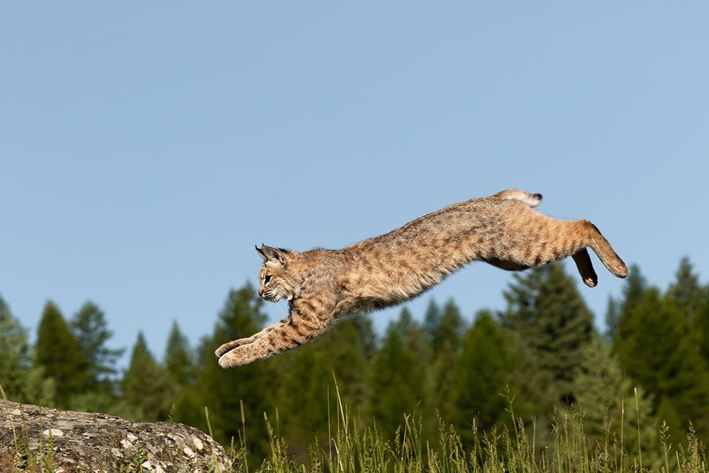 Bobcat jumping-Lynx Rufus Captive